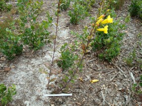 Aureolaria flava False Foxglove